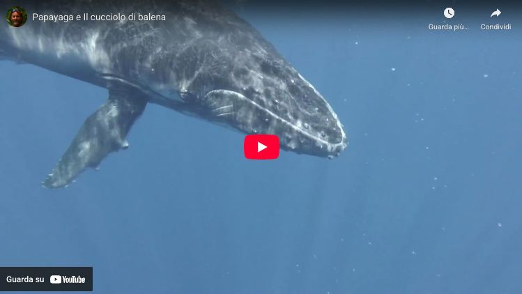 NAV120 9788836103041 IMPORTANZA ORIZZONTE narrativa mare IN04